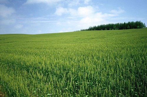 土壤水分速測儀